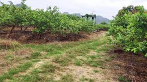 誠昱/玉井芭樂園美農地A