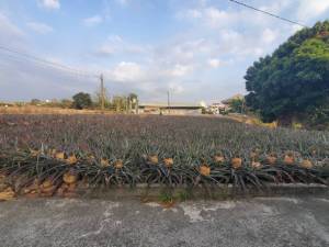 誠昱/高雄大樹區農地