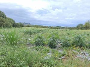 誠昱/大内84走馬瀨8..