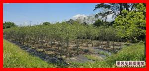 誠昱/東山桂花農地